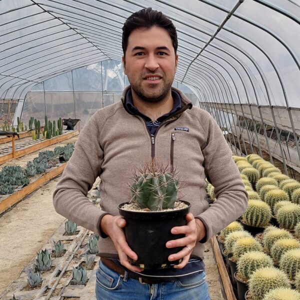 Echinocactus platyacanthus