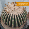 Echinocactus platyacanthus