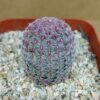 Echinocereus rigidissimus v. rubispinus pequeño
