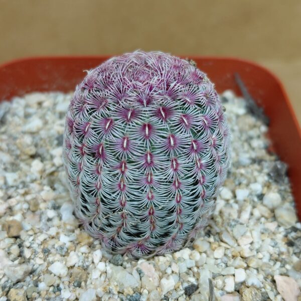 Echinocereus rigidissimus v. rubispinus pequeño
