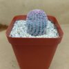 Echinocereus rigidissimus v. rubispinus pequeño