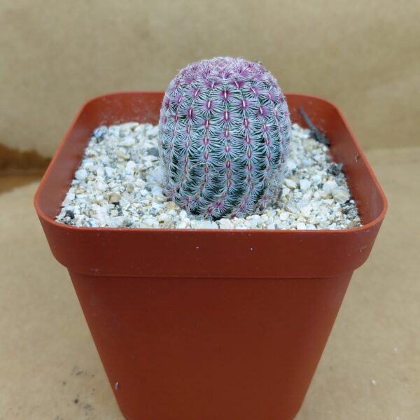 Echinocereus rigidissimus v. rubispinus pequeño