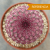 Echinocereus rigidissimus v. rubispinus pequeño