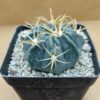 Ferocactus latispinus
