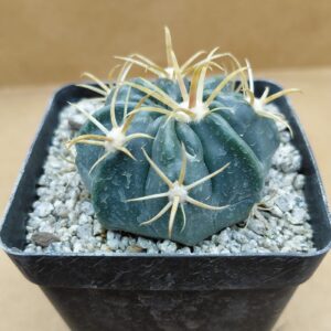 FerLa01_P1 Ferocactus latispinus