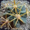 Ferocactus latispinus