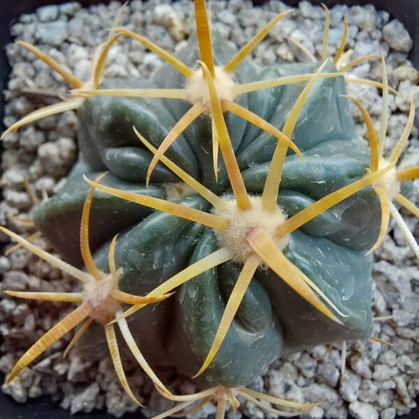 Ferocactus latispinus