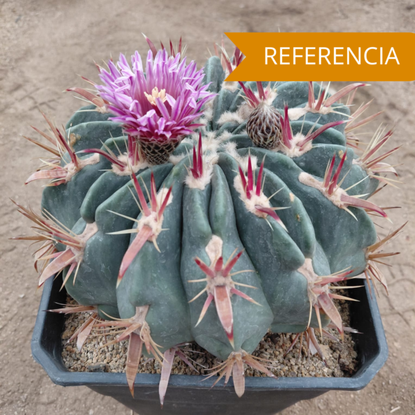 Ferocactus latispinus