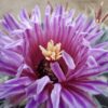 Ferocactus latispinus