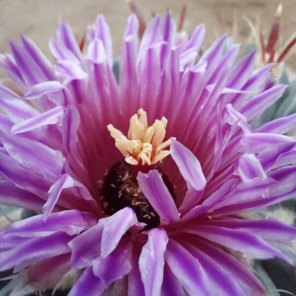 Ferocactus latispinus
