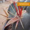 Ferocactus latispinus
