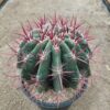 Ferocactus stainesii v pilosus