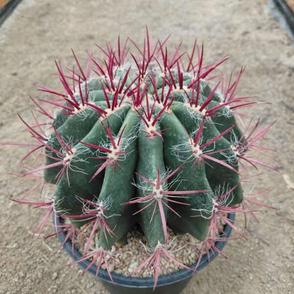 Ferocactus stainesii v pilosus