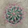 Ferocactus stainesii v pilosus
