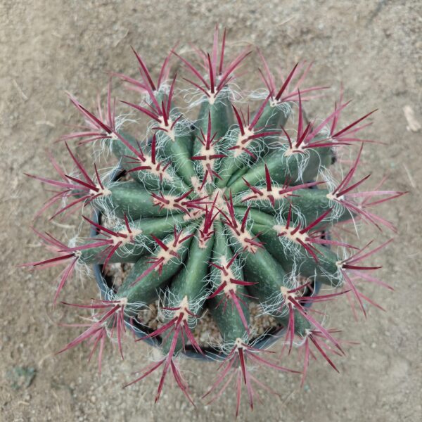 Ferocactus stainesii v pilosus