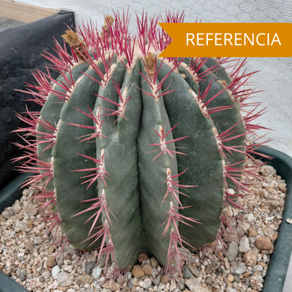 Ferocactus stainesii v pilosus