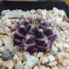 Gymnocalycium mihanovichii