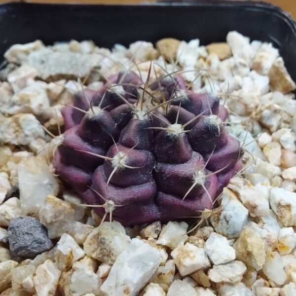 Gymnocalycium mihanovichii