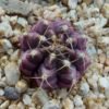 Gymnocalycium mihanovichii