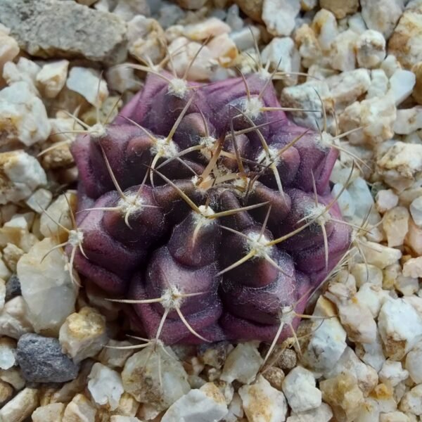 Gymnocalycium mihanovichii