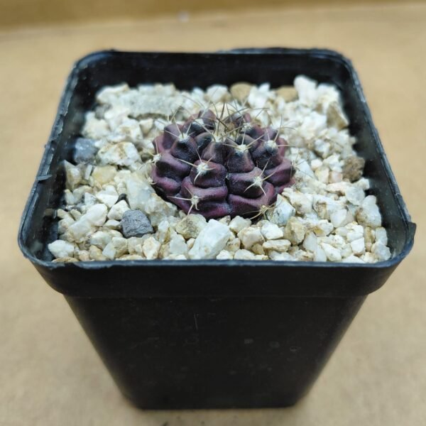 Gymnocalycium mihanovichii