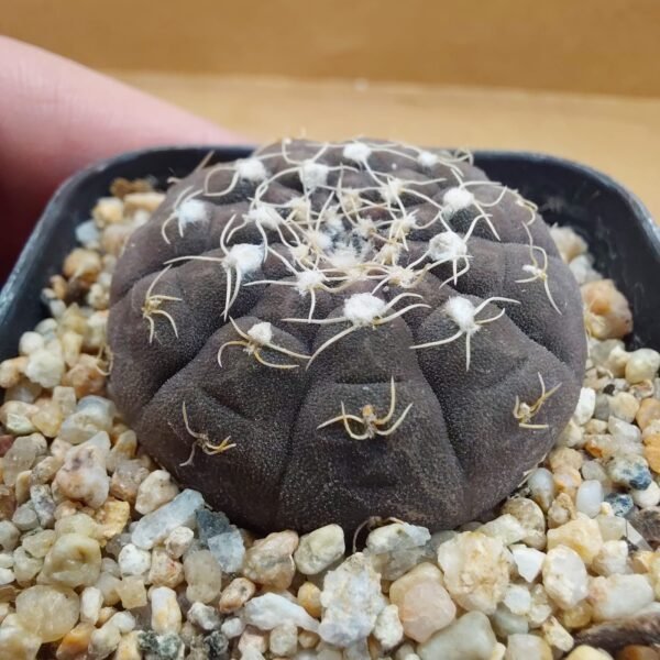 Gymnocalycium ragonesei