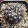 Gymnocalycium ragonesei