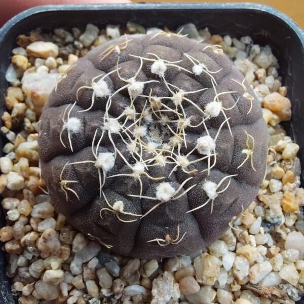 Gymnocalycium ragonesei