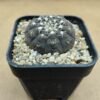 Gymnocalycium ragonesei