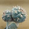 Gymnocalycium spegazzinii var. unguispinum