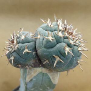 Gymnocalycium spegazzinii var. unguispinum