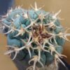 Gymnocalycium spegazzinii var. unguispinum