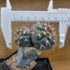 Gymnocalycium spegazzinii var. unguispinum