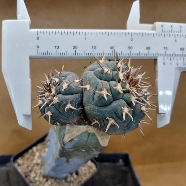 Gymnocalycium spegazzinii var. unguispinum
