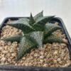 Haworthia venosa v. tessellata
