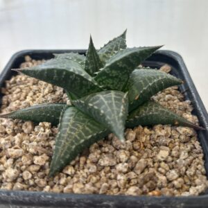 Haworthia venosa v. tessellata