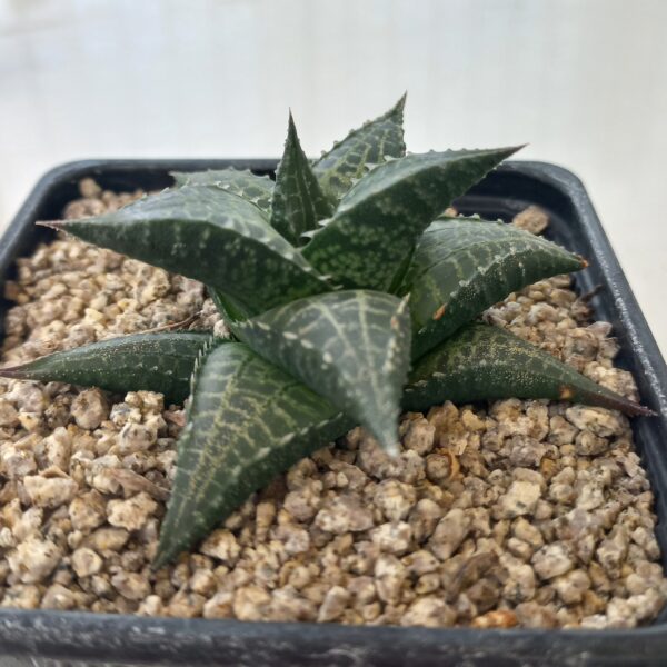 Haworthia venosa v. tessellata
