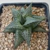 Haworthia venosa v. tessellata
