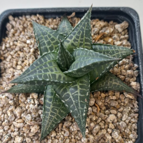 Haworthia venosa v. tessellata