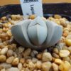Lapidaria margarethae