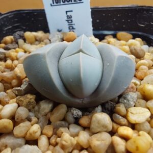 Lapidaria margarethae