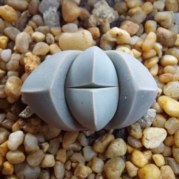 Lapidaria margarethae