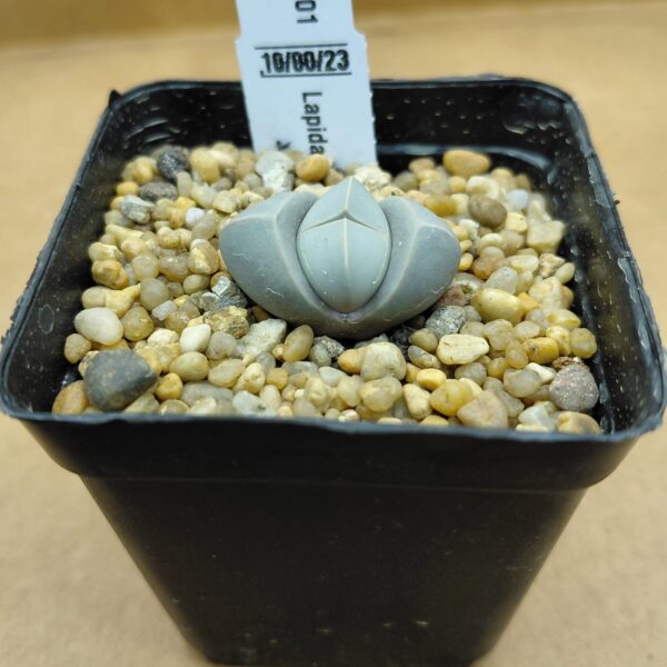 Lapidaria margarethae