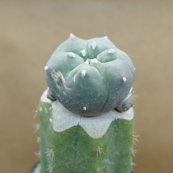 Lophophora williamsii var. caespitosa
