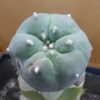 Lophophora williamsii var. caespitosa