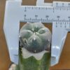 Lophophora williamsii var. caespitosa