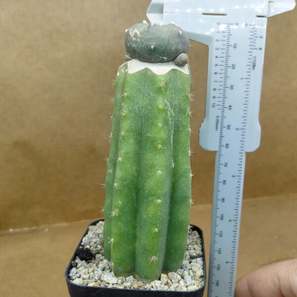 Lophophora williamsii var. caespitosa