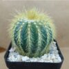 Notocactus warasii