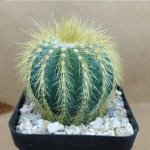 NoWa01_P1 Notocactus warasii