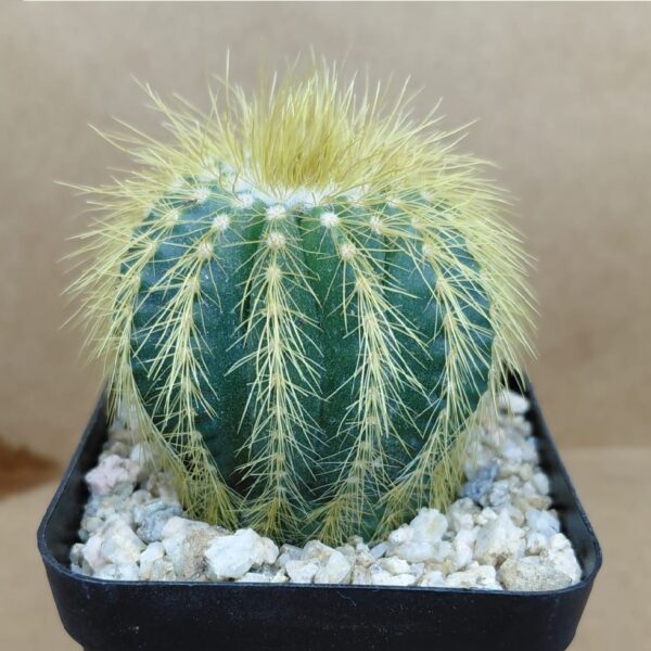 Notocactus warasii